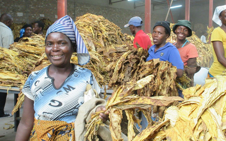 Cured tobacco arriving at the sales floor