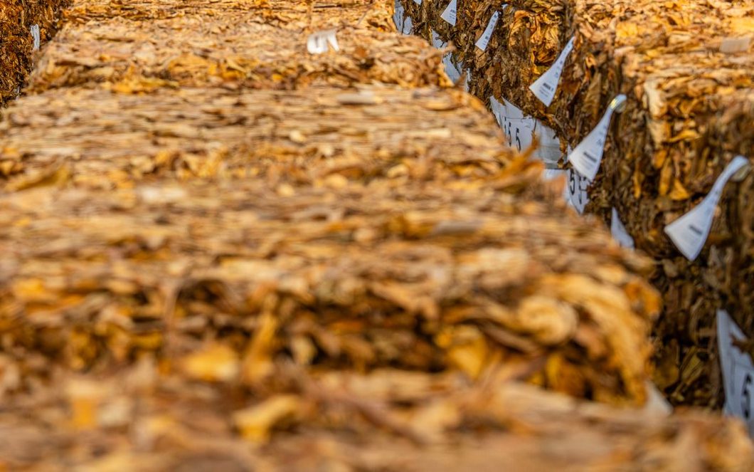 Graded tobacco bales with sale sheets on the selling floor