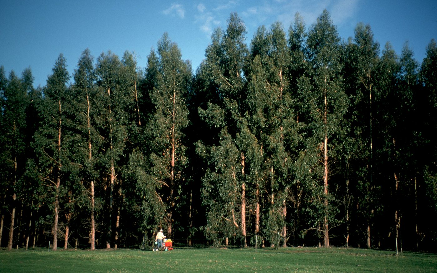 A planted eucalyptus woodlot stand