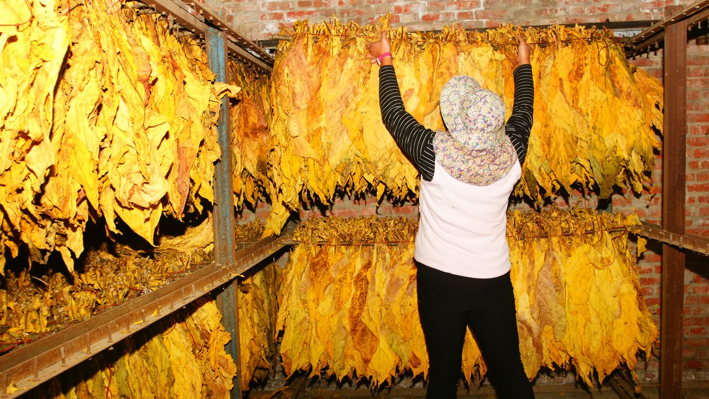 A worker hanging tobacco leaf to cure in a barn