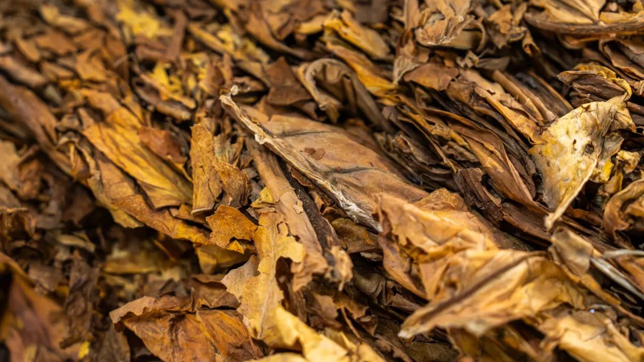 Graded cured tobacco leaf