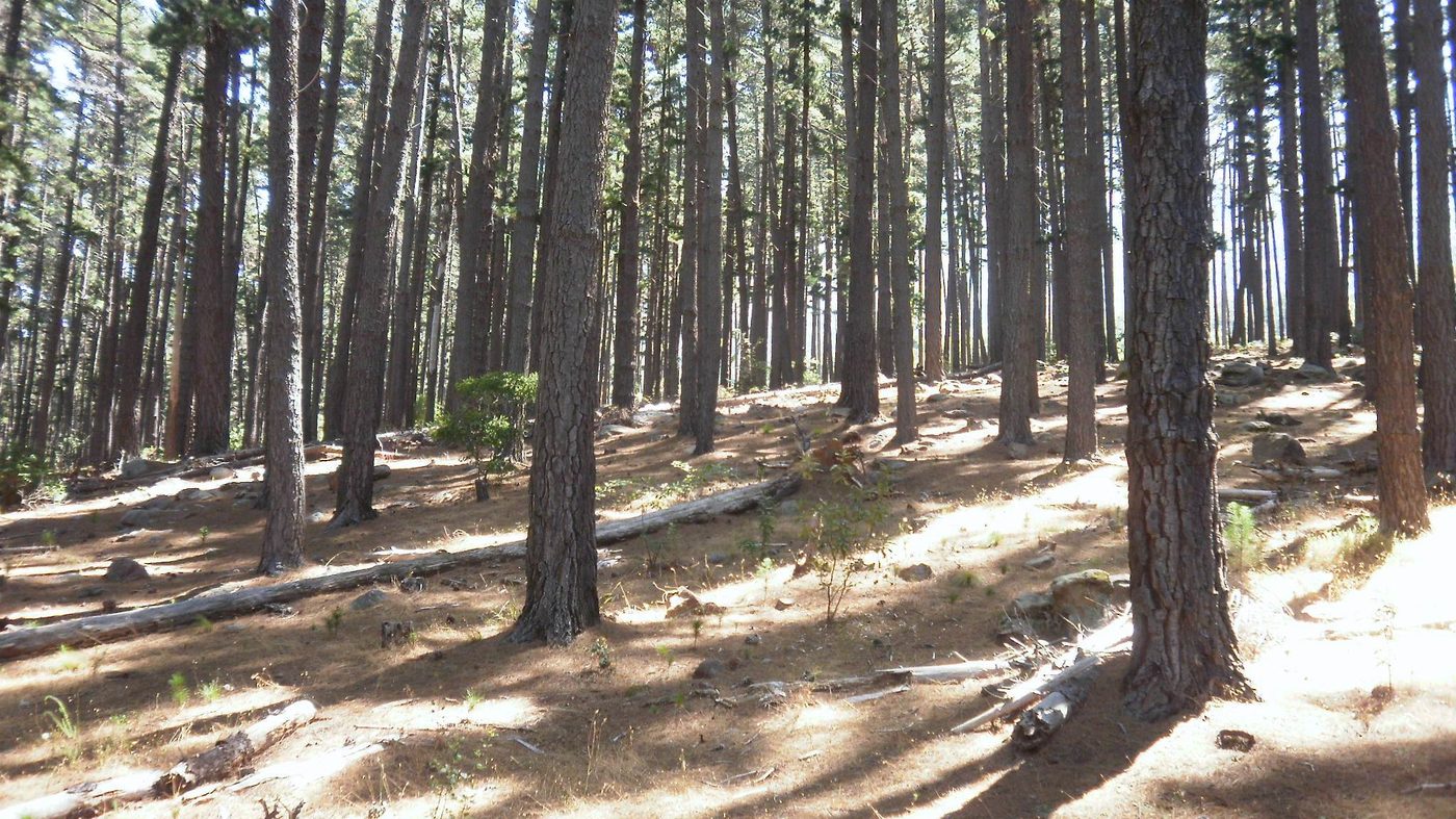 Inside a planted pine plantation
