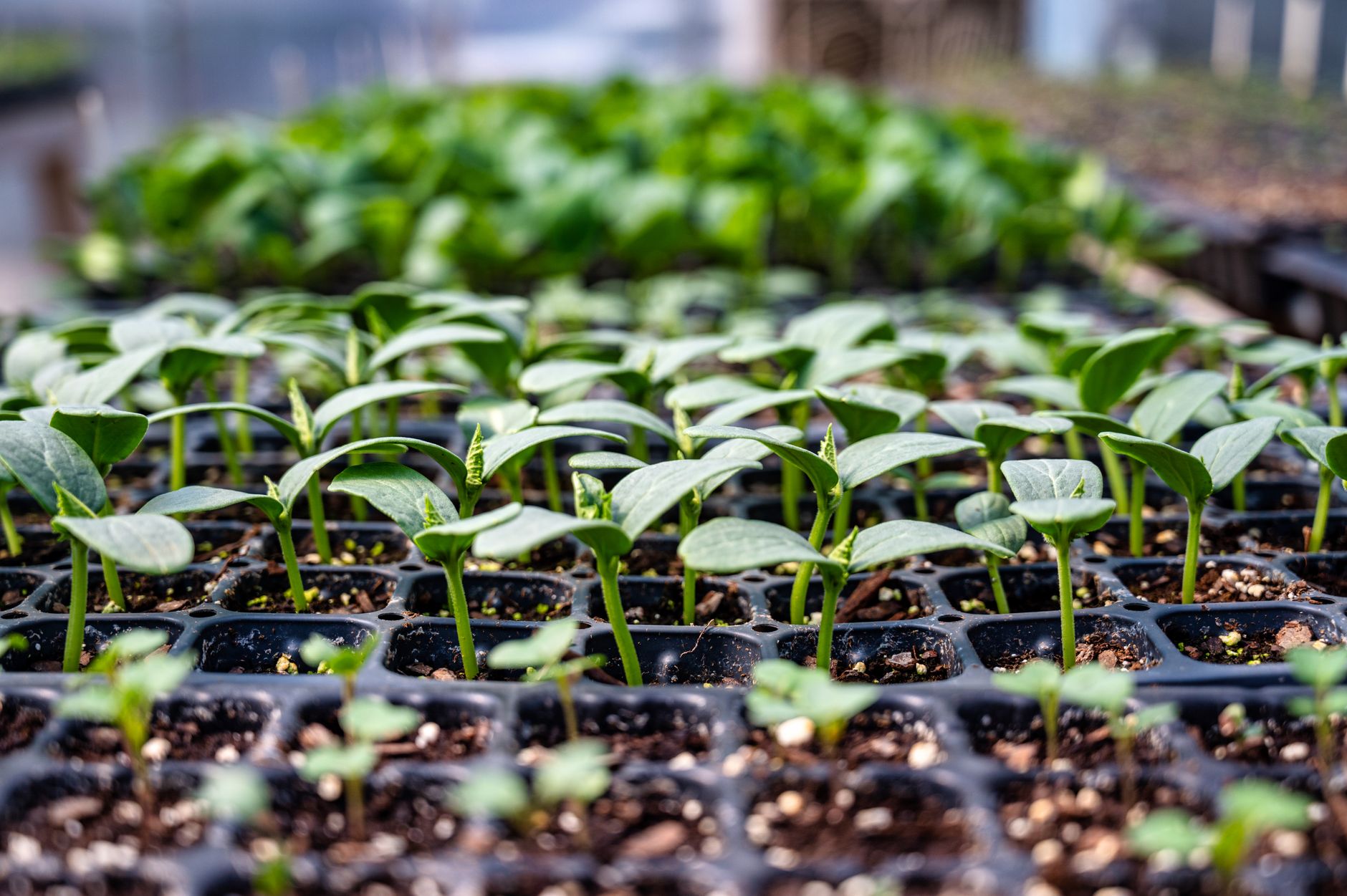Seedlings raised in nursery trays