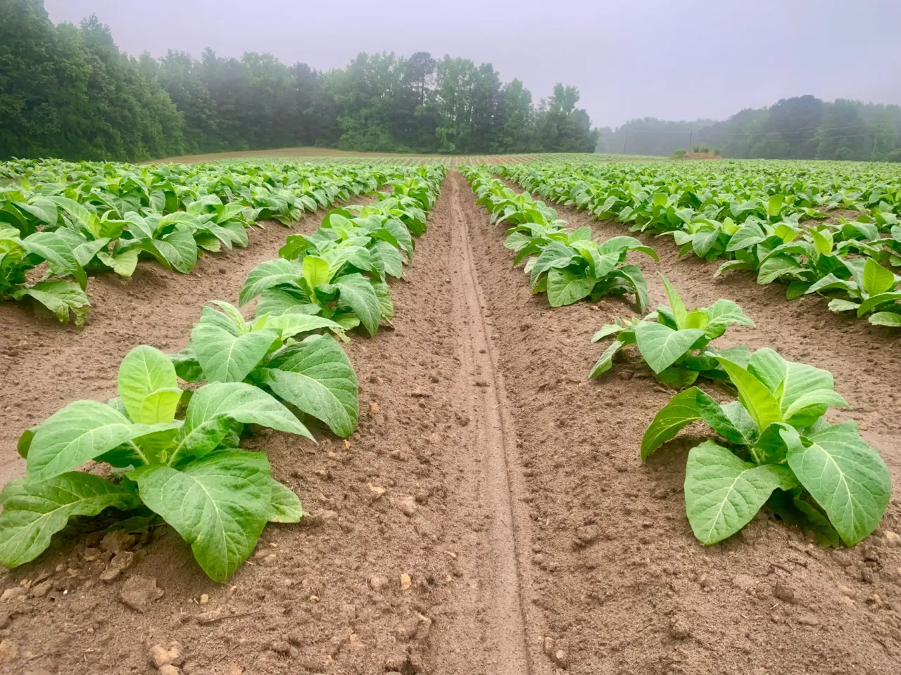 Rows of tobacco at first light